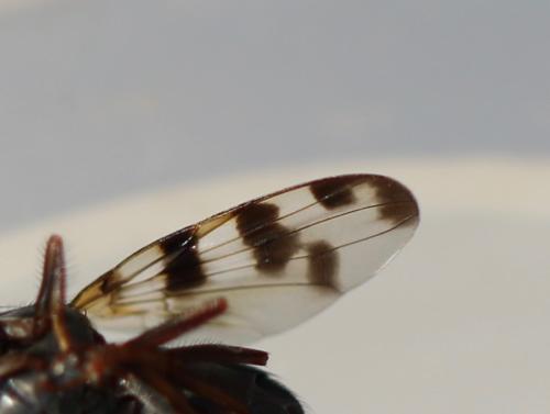 Ceroxys hortulana